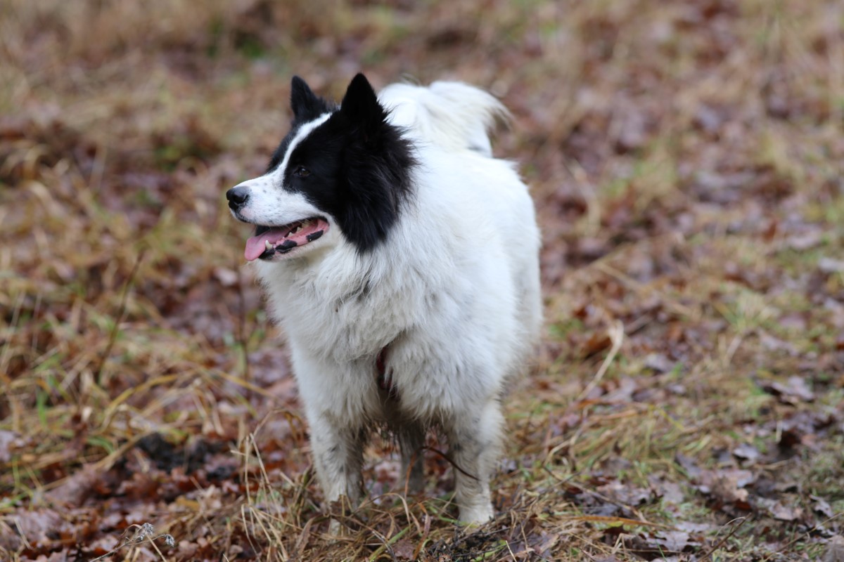 Hunde im Hotel sind willkommen